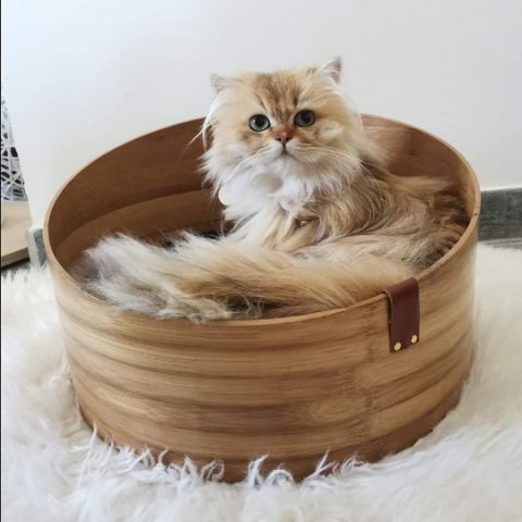 Accessoires chats Accessoires chats
