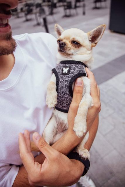 Accessoires chiens Accessoires chiens